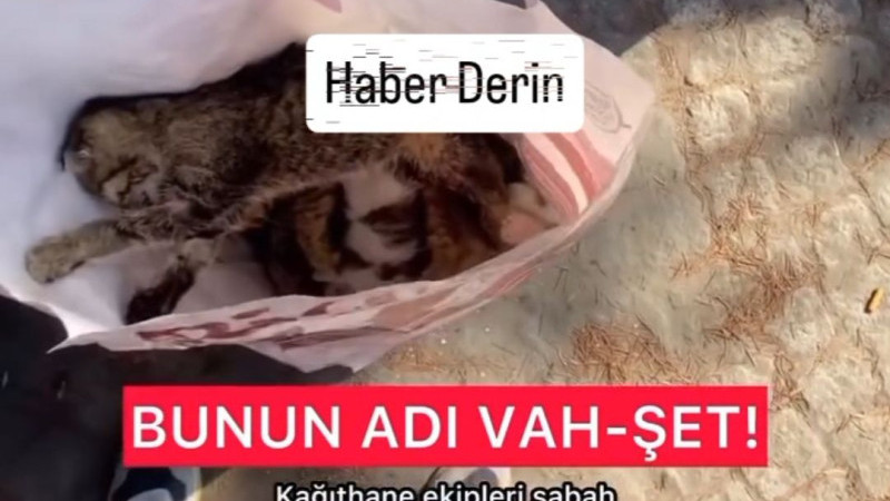 Kağıthane Belediyesi Sağlık İşleri Müdürlüğü Çalışanının Kedi Cesetlerini Çöp Kenarına Bırakması.. 