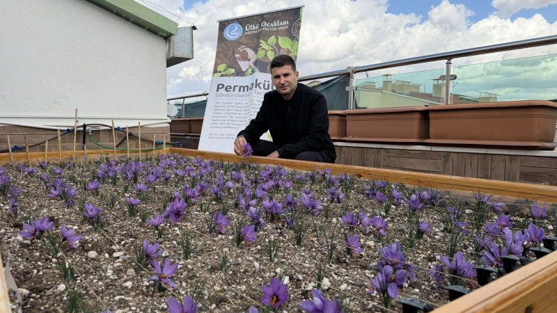 Ülkü Ocakları Genel Merkezi’nin Terasında Safran Hasadı!