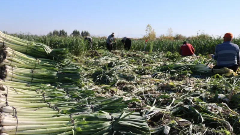 İlçenin tamamı kokmaya başladı, işçiler adeta akın etti